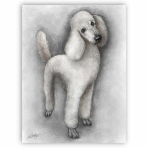 Perfect Poodle